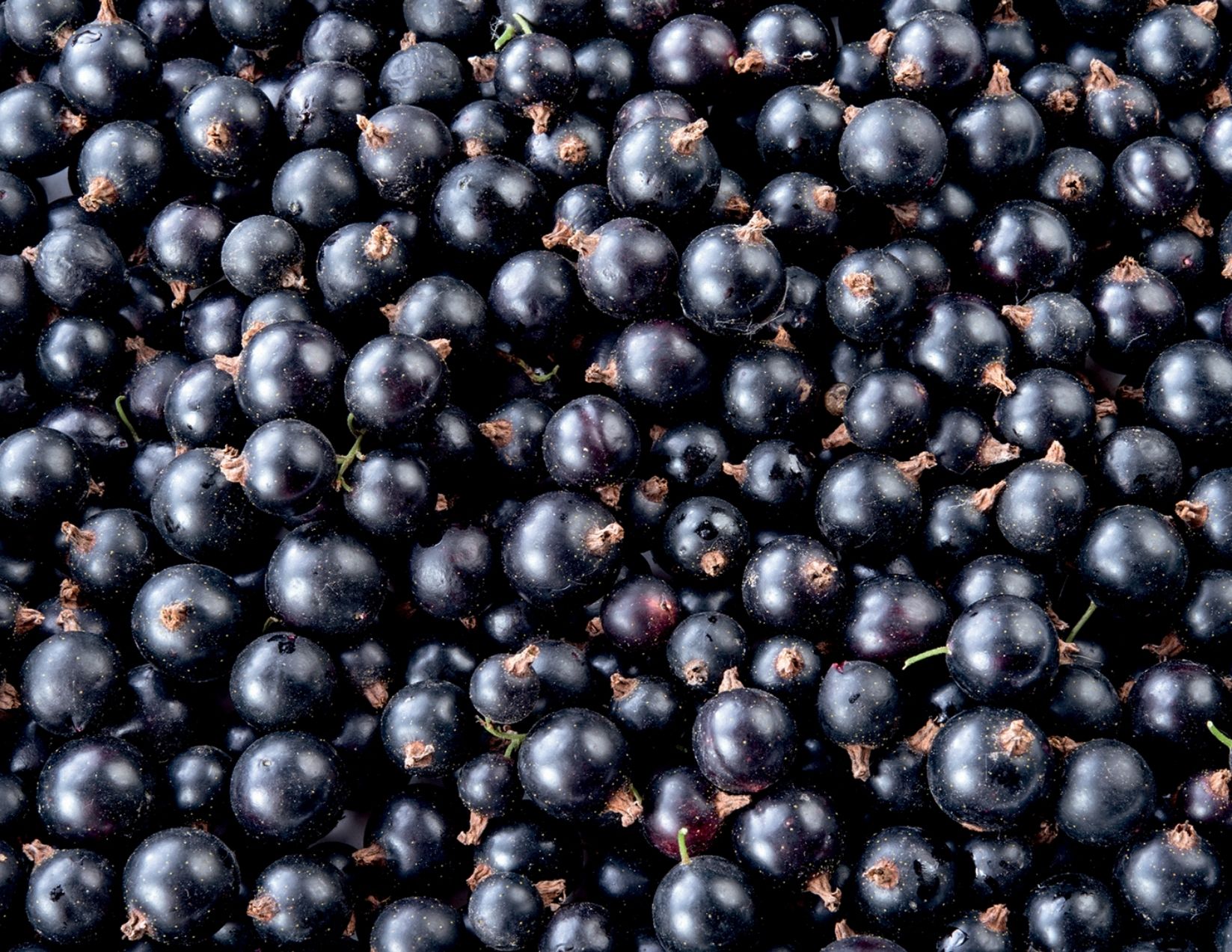 Cassis Blackdown et andorine adamance