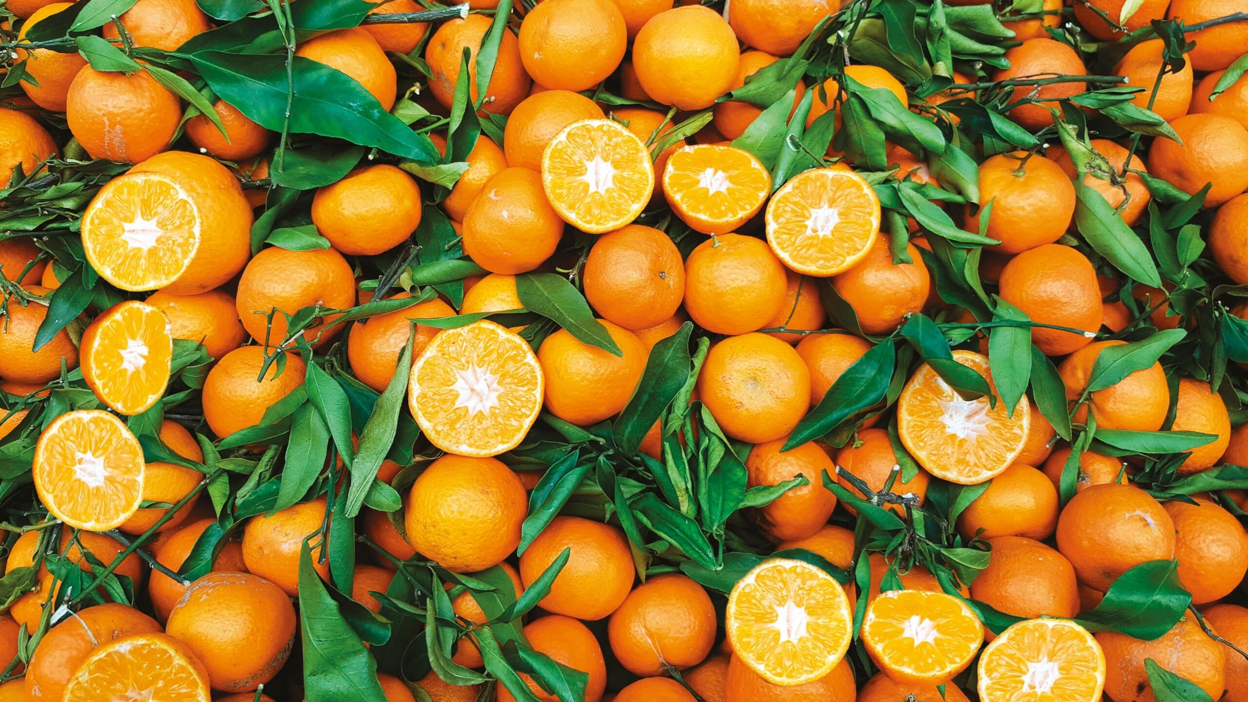 mandarine-marie-louise-3