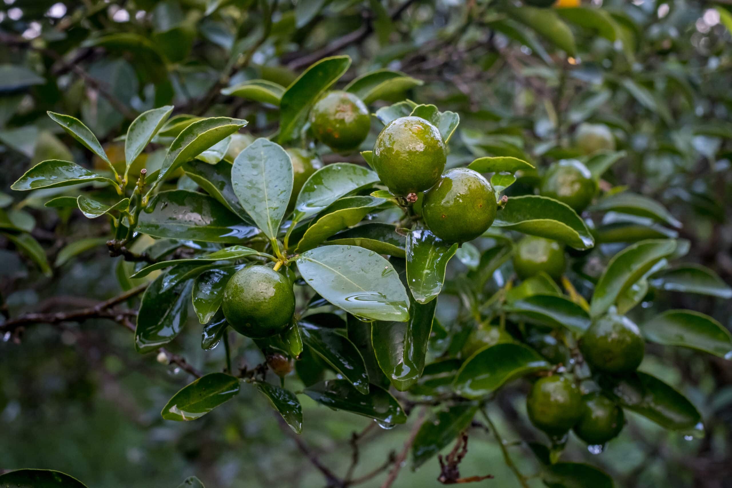 calamansi fruit facing étiquette (1)