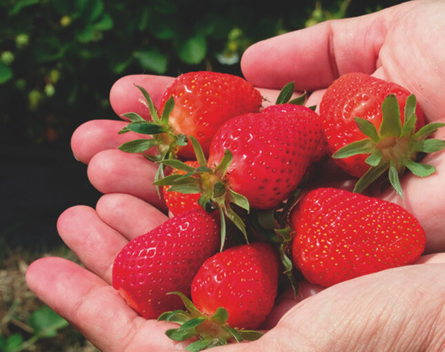 Fraises basilicata Calinda
